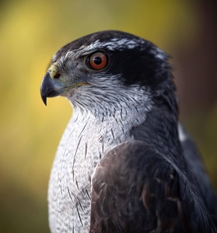 Northern Goshawk by J Richardson