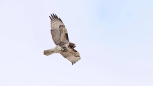 Juv Red-tailed by J Richardson