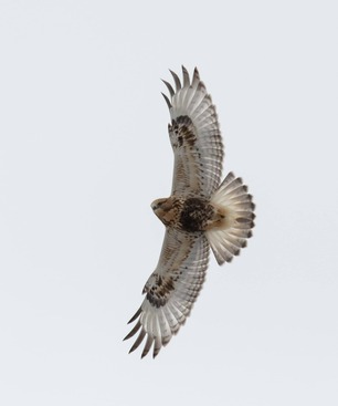 Rough-legged Hawk By J Heinen