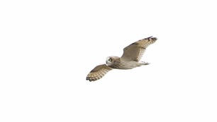 Short-eared Owl Oct 2 2020 by J Richardson