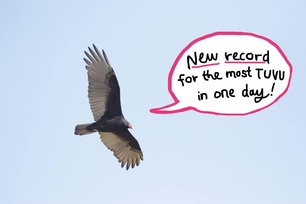 Turkey Vulture record day Oct 1 2020