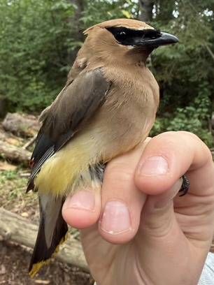 Adult Cedar Waxwing by J Yost Aug 26 Adult Cedar Waxwing by J Yost Aug 26