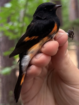 Adult Male American Redstart by J Yost Aug 26 Adult Male American Redstart by J Yost Aug 26