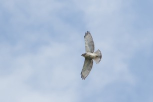 Broad-winged Hawk by S McLaughlin Aug 26 Broad-winged Hawk by S McLaughlin Aug 26