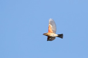 Rose-breasted Grosbeak migrating by S McLaughlin Rose-breasted Grosbeak migrating by S McLaughlin