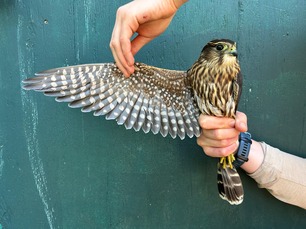 Banded Merlin Hawk Ridge Aug 26 Banded Merlin Hawk Ridge Aug 26
