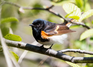 American Redstart by Laura Erickson