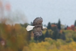 Bald Eagle Oct 25 by S McLaughlin