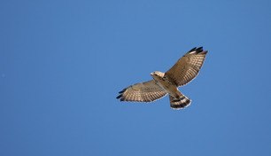 Broad-winged Hawk