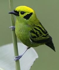 Emerald Tanager Courtesy Sunrise Birding Tour