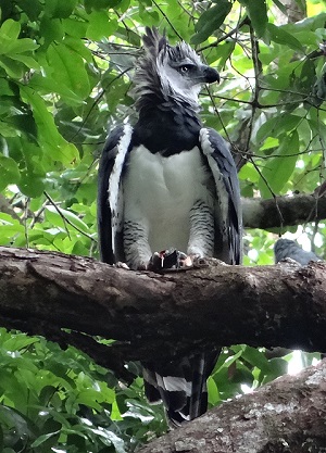 Harpy Eagle Courtesy Sunsrise Birding Tours