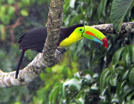 Keel-billed Toucan Courtest Sunrise Birding Tour