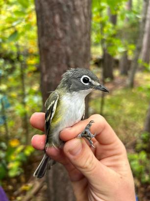 Blue-headed Vireo