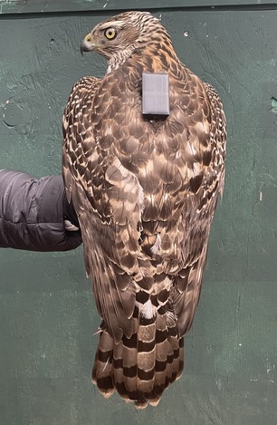 American Goshawk with transmitter by E Pavlovic American Goshawk with transmitter by E Pavlovic