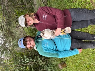 Banding Apprentice June and Raptor Bander Sarah with Juvenile Red-tailed Hawk Banding Apprentice June and Raptor Bander Sarah with Juvenile Red-tailed Hawk