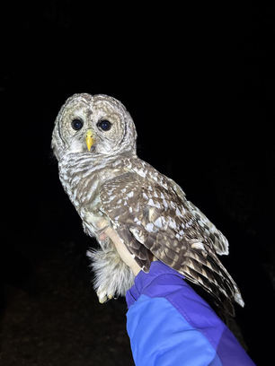 Barred Owl by M Vernick Barred Owl by M Vernick