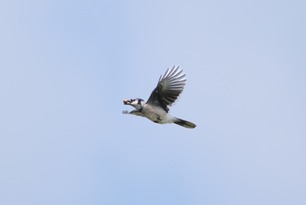 Blue Jay Sept 25 by S McLaughlin Blue Jay Sept 25 by S McLaughlin