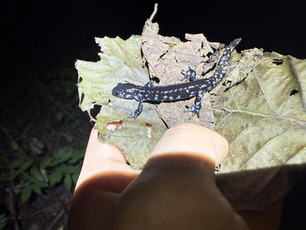 Blue-spotted Salamander by M Vernick 2 Blue-spotted Salamander by M Vernick 2