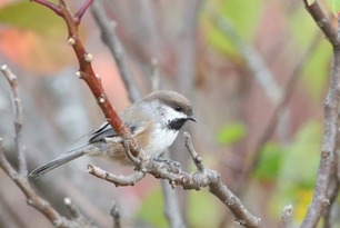 Boreal Chickadee Oct 25 by S McLaughlin 2