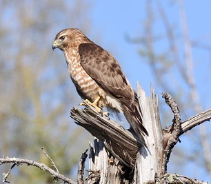 Broad-winged Hawk by F Nicoletti Broad-winged Hawk by F Nicoletti