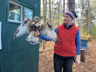 Banding Apprentice Kaia with Rough-legged Hawk Banding Apprentice Kaia with Rough-legged Hawk