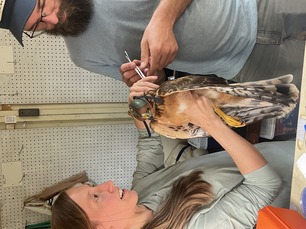 Research Director Emily and Lead Bander Tim taking research sample Research Director Emily and Lead Bander Tim taking research sample