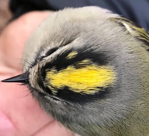 Golden-crowned Kinglet