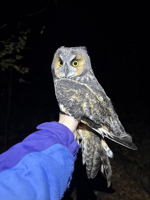 Long-eared Owl Oct 25 by M Vernick Long-eared Owl Oct 25 by M Vernick