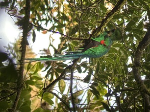 Resplendent Quetzal by E Pavlovic Resplendent Quetzal by E Pavlovic