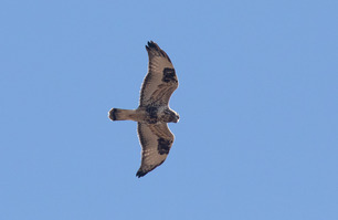 Rough-legged Hawk Oct 25 by E Bruhnke Rough-legged Hawk Oct 25 by E Bruhnke