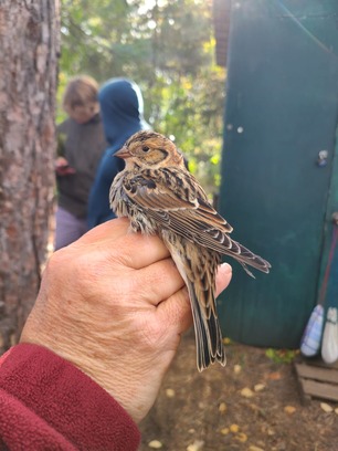 Lapland Longspur by N Sommers