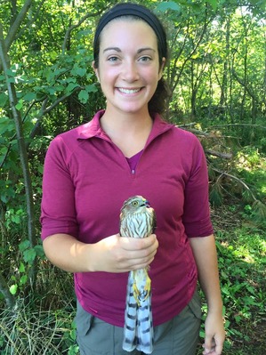 Bird Banding Trainee Allie Pesano with hatch-year Sharp-shinned Hawk photo by Karen Stubenvoll