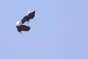 Dueling Bald Eagles by J Richardson April 2019