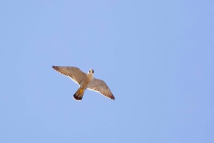 Peregrine Falcon by J Richardson April 2019