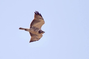 Swainson's Hawk Juvenile by J Richardson 5-4-19