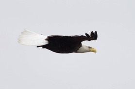 Adult Bald Eagle by J Richardson