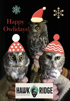 Happy Owlidays 2019! Original photo by Hannah Toutonghi