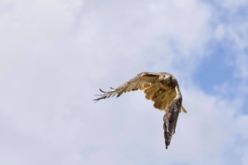 Red-tailed Hawk - J Richardson - Sept 19 4