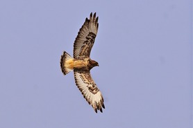 Rough-legged Hawk by Karl Bardon