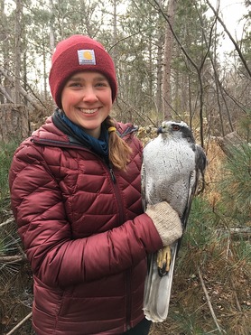 Trainee, Abbie Valine, with Northern Goshawk