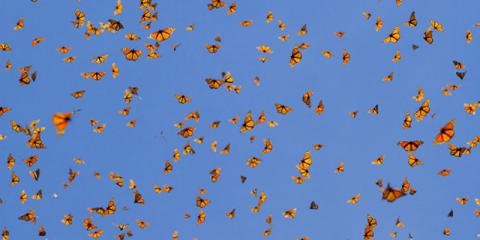 Monarchs in Mexico by I Segebarth Monarchs in Mexico by I Segebarth