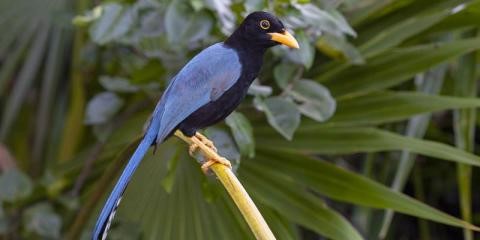 Yucatan Jay Yucatan Jay