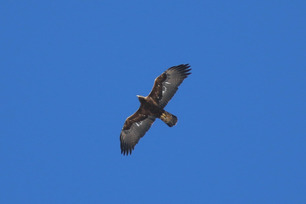 Golden Eagle by S McLaughlin March 24