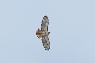 Red-tailed Hawk Spring Count by S McLaughlin March 24