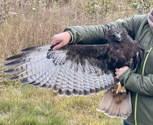 Adult dark Red-tailed Hawk