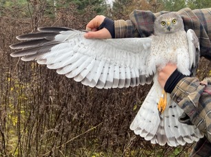 Adult male Northern Harrier Gray Ghost Oct 22 3