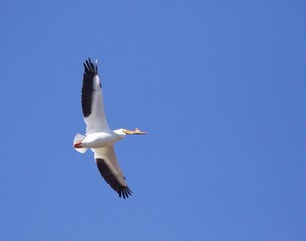 American White Pelican by J Richardson