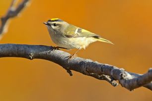 Golden-crowned Kinglet by Karl Bardon