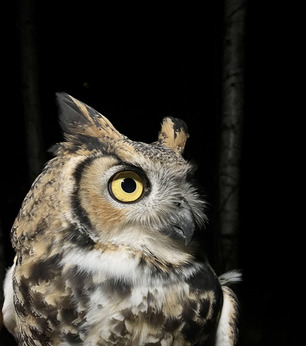 Great Horned Owl 2 Oct 22 by L Rolls 2