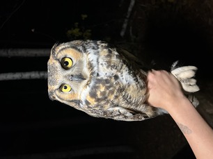 Great Horned Owl October 22 by L Rolls